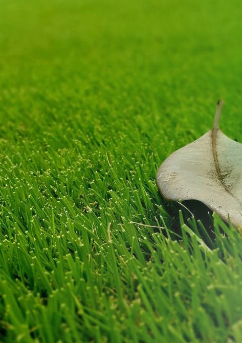 Siria - Catálogo L'ANTIZANZARE